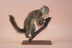 Opgezette taxidermie eekhoorn, Verzamelen, Ophalen of Verzenden