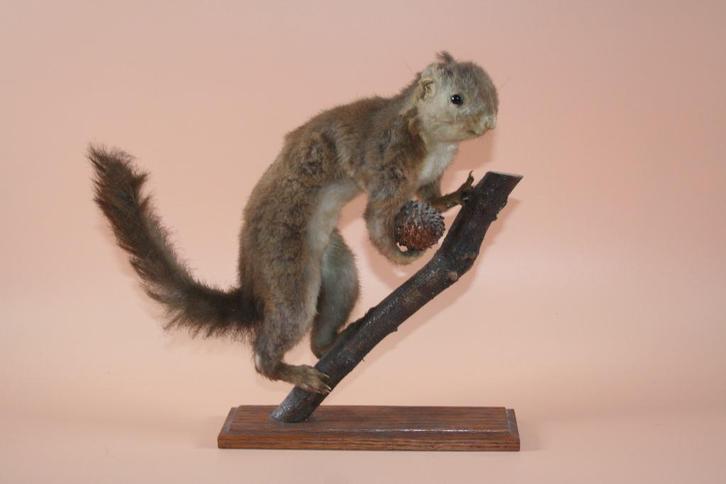Opgezette taxidermie eekhoorn, Verzamelen, Dierenverzamelingen, Ophalen of Verzenden