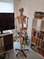 squelette humain, Divers, Enlèvement, Utilisé