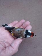 parva, Dieren en Toebehoren, Meerdere dieren