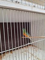 roodruggen, Dieren en Toebehoren