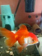 Oranda tricolor, Dieren en Toebehoren, Vis, Zoetwatervis