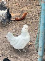 Baardkriel hennen, Dieren en Toebehoren, Vrouwelijk, Kip