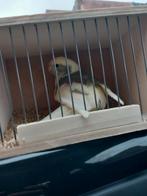 Kakarikie pop, Dieren en Toebehoren