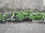 aardbeien planten, Tuin en Terras, Planten | Tuinplanten, Ophalen, Volle zon, Tweejarig, Zomer