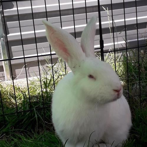 konijn, Dieren en Toebehoren, Konijnen, Groot, Mannelijk, 0 tot 2 jaar