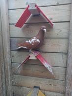 Choco Meulemans postduif, Dieren en Toebehoren, Mannelijk, Postduif