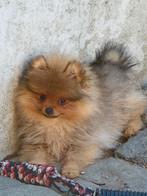 Dwergkeesjes-Pommeriaan pups, Dieren en Toebehoren, Honden | Poolhonden, Keeshonden en Oertypen, België, Fokker | Hobbymatig, Keeshond