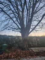 Boom snoeien kappen, Ophalen