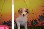Border collie pups nieuw nestje, Dieren en Toebehoren, Honden | Herdershonden en Veedrijvers, België, 8 tot 15 weken, Collie, Meerdere