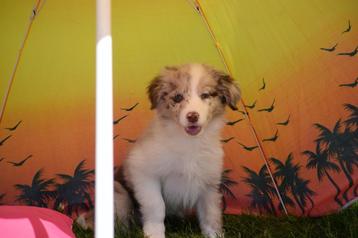Border collie pups nieuw nestje beschikbaar voor biedingen