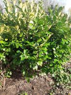 Prunus laurier, Jardin & Terrasse, Plantes | Arbustes & Haies, Laurier, Enlèvement ou Envoi