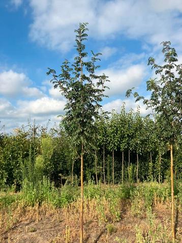 Sorbus aucuparia / Lijsterbes boom beschikbaar voor biedingen