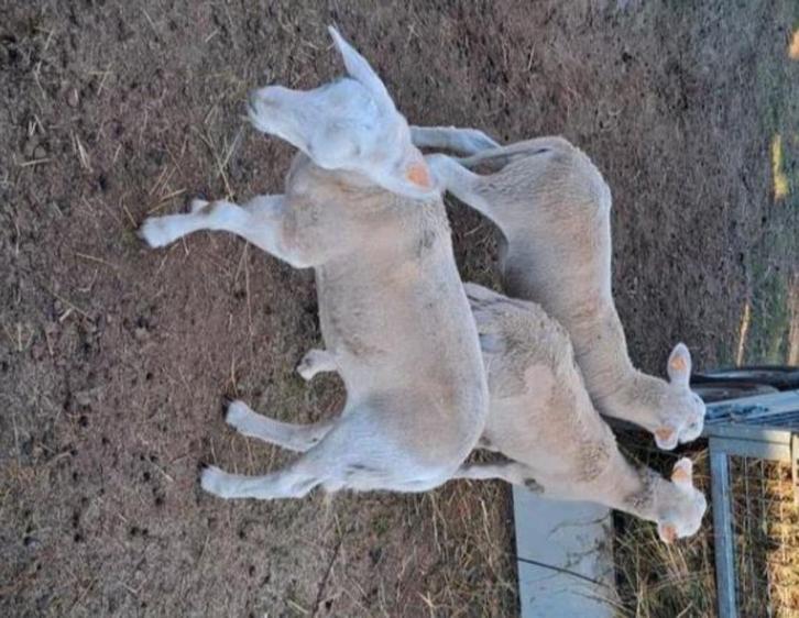 Lammeren 2025, Dieren en Toebehoren, Schapen, Geiten en Varkens, Schaap, Meerdere dieren, 0 tot 2 jaar