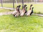 Indische loopeenden te koop, Dieren en Toebehoren, Maart, Mannelijk