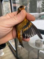 Kruising f1, Mannelijk, Wildzangvogel