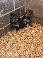 Duitse herder pups, Dieren en Toebehoren, België, Fokker | Hobbymatig, CDV (hondenziekte), 8 tot 15 weken