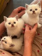 Brits Korthaar kittens met stamboom, Dieren en Toebehoren, Katten en Kittens | Raskatten | Korthaar, Meerdere dieren, Gechipt
