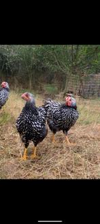 Wyandotte haan - zilver zwart gezoomd, Dieren en Toebehoren, Vogels | Overige Vogels, Mannelijk