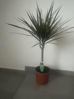 Plant palmboom (soort) dracaena, Tuin en Terras, Planten | Tuinplanten, Ophalen