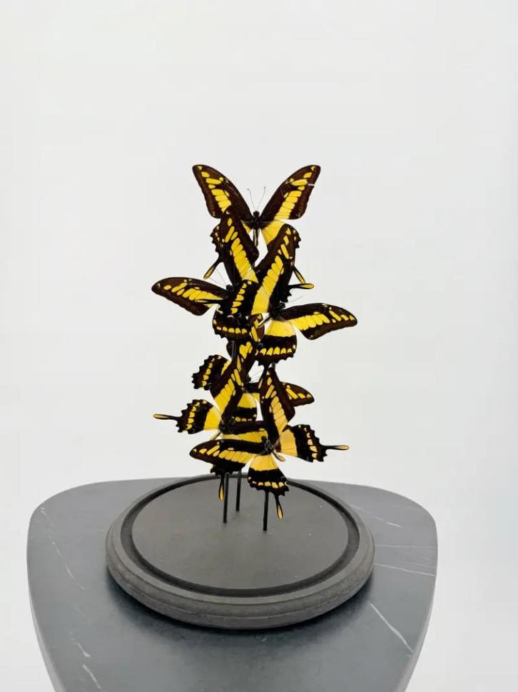 Opgezette Papilio Garamas Vlinders Stolp - Wildernis Atelier, Verzamelen, Dierenverzamelingen