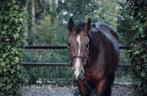 Leermeester te koop, Dieren en Toebehoren, Paarden, Merrie, Springpaard, Gechipt, Niet van toepassing