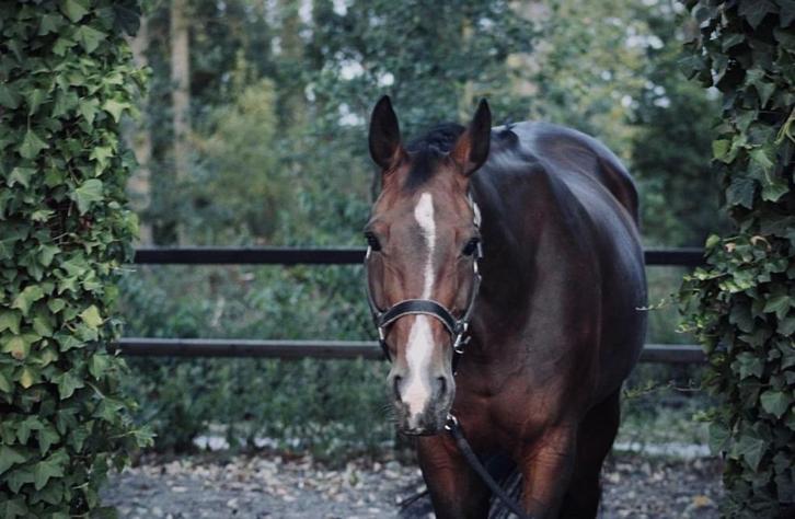 Leermeester te koop, Dieren en Toebehoren, Paarden, Merrie, Niet van toepassing, 165 tot 170 cm, 11 jaar of ouder, Springpaard
