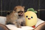 Pomeriaan/Dwergkees pups, België, Keeshond, CDV (hondenziekte), 8 tot 15 weken