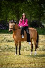 Knappe D-pony, Dieren en Toebehoren, Merrie, B, Gechipt, Dressuurpony