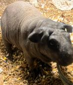 Naaktcavia skinny cavia, Dieren en Toebehoren, Knaagdieren, Cavia