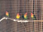 Agapornis, weg wegens te veel, Dieren en Toebehoren, Meerdere dieren, Dwergpapegaai of Agapornis