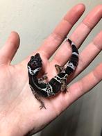 Black night mack snow luipaardgekko, Dieren en Toebehoren, Reptielen en Amfibieën, Hagedis, Tam, 0 tot 2 jaar