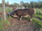 Mangalitza dekbeer 1 jaar oud, Novembre, Mâle