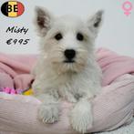 West Highland White Terrier - Maisie & Misty - pups te koop, Dieren en Toebehoren, België, 15 weken tot 1 jaar, CDV (hondenziekte)