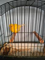 Fife fancy kanaries, Dieren en Toebehoren, Vogels | Kanaries, Meerdere dieren, Postuurkanarie