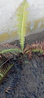 Varens jonge scheuten, Tuin en Terras, Planten | Bomen, Ophalen, Halfschaduw