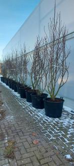 Magnolia soulangeana, stellata, susan, Tuin en Terras, Planten | Bomen, Ophalen