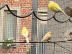 Canaris 2025 a vendre, Kleurkanarie