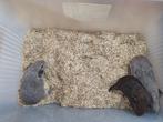 Jonge cavia beertjes 10€/stuk, Dieren en Toebehoren, Juni, Mannelijk, Cavia