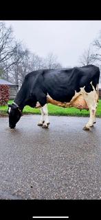 Ik zoek een hele braave melk koe voor te melken met de hond, Dieren en Toebehoren, Meerdere dieren, 3 tot 6 jaar