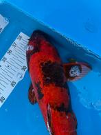 50 cm utsuri koi, Animaux & Accessoires, Poissons | Poissons d'étang, Carpe ou Koï