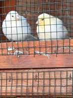 2 witte kanaries, Dieren en Toebehoren, Vogels | Overige Vogels