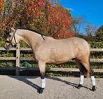 Mooie PRE hengst, Dieren en Toebehoren, Hengst