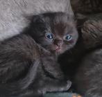 Brits korthaar kittens, Dieren en Toebehoren, Katten en Kittens | Raskatten | Korthaar, Meerdere dieren, Gechipt, 0 tot 2 jaar