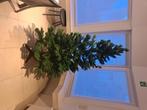 Kerstboom  180 cm, Enlèvement