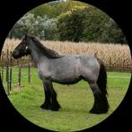 Trekpaard. Merrie. Blauwschimmel, Dieren en Toebehoren, Paarden, Merrie, Gechipt, Niet van toepassing, 3 tot 6 jaar