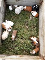 Jonge cavia's, Dieren en Toebehoren, Cavia