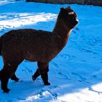 Alpaca merrie, Dieren en Toebehoren, Juni, Vrouwelijk
