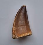 Mosasaurus tand - Prognathodon anceps - 6,3 cm, Verzamelen, Mineralen en Fossielen, Ophalen of Verzenden, Fossiel