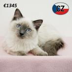 Ragdoll kittens – zacht van aard, groots van charme, Meerdere dieren, Gechipt, 0 tot 2 jaar